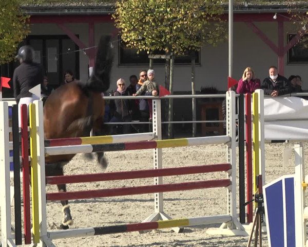 Reitturnier Achern 2020