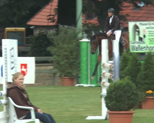 Springpferd Aik S (Westfale, 2009, von Abke 4)