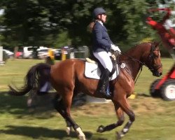 jumper Comtino (Hanoverian, 2009, from Comte)