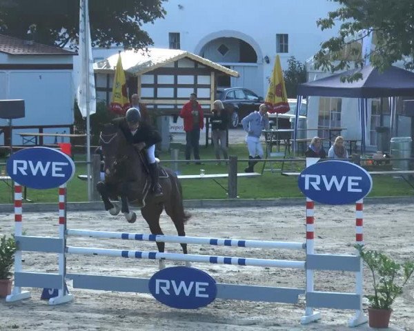 jumper Caillaux (Westphalian, 2009, from Cornado NRW)