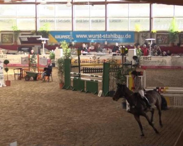 jumper Quelle Amour 2 (Oldenburg show jumper, 2009, from Quintender 2)