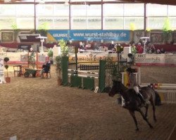 jumper Quelle Amour 2 (Oldenburg show jumper, 2009, from Quintender 2)