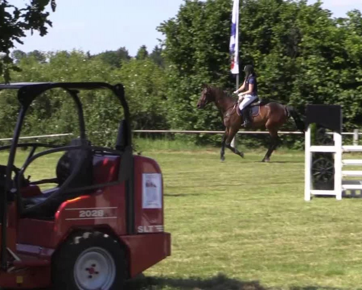Cavallo da salto Revell 12 (Hannoveriano, 2007, di Rebel Z III)