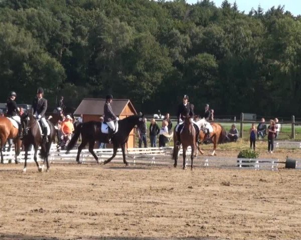 horse Easy O (Hanoverian, 2006)