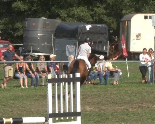jumper Zarsoon (German Riding Pony, 2003, from Zahib ox)