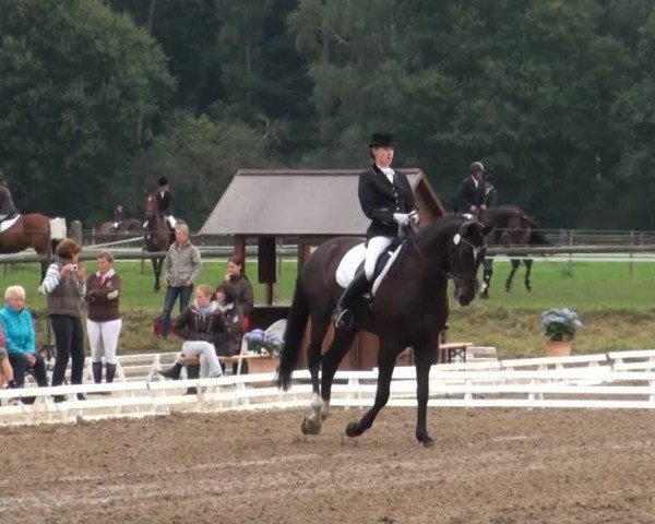 dressage horse Likocido (Oldenburg, 2007, from Licotus)