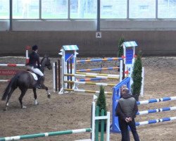 dressage horse Galileo 131 (Hanoverian, 2008, from Graf Top)