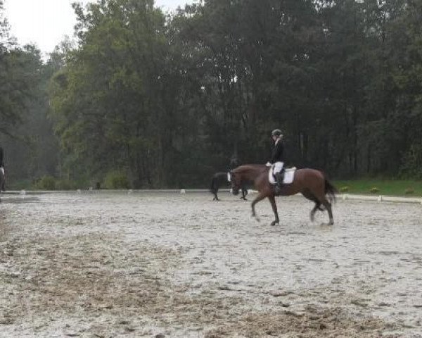 broodmare Belly Deluxe F.A.H.B. (Hanoverian, 2010, from Barclay 20)