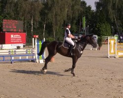 Koń skokowy Stiffmaster (Westfalczyk, 2008)