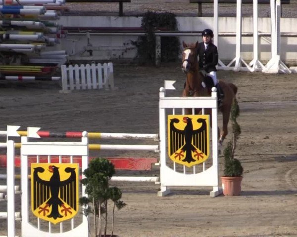 jumper Clavigo 20 (Westphalian, 2007, from Contello)