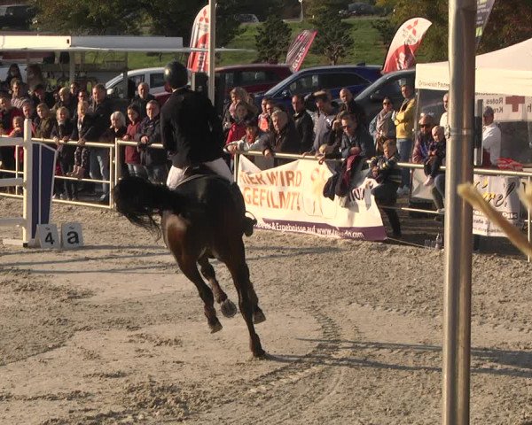 Reitturnier Achern 2020