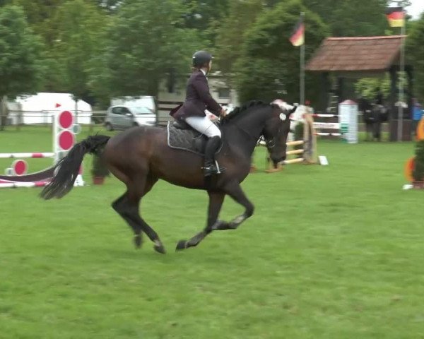 jumper Captain Carl (Westphalian, 2009, from Captain Fire)
