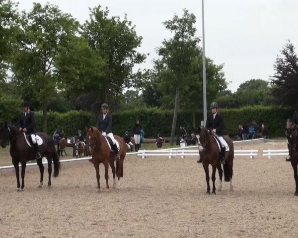dressage horse Graziella Stella Nova (Westphalian, 2009, from Grasco)
