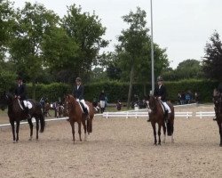 dressage horse Graziella Stella Nova (Westphalian, 2009, from Grasco)