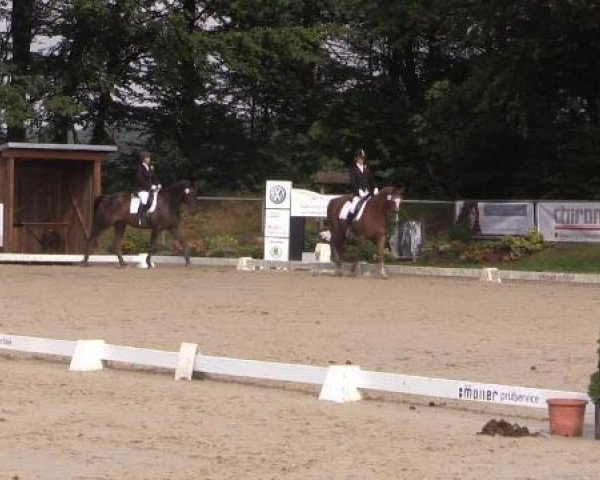 Dressurpferd Fuerst Royal P (Westfale, 2007, von First Final)
