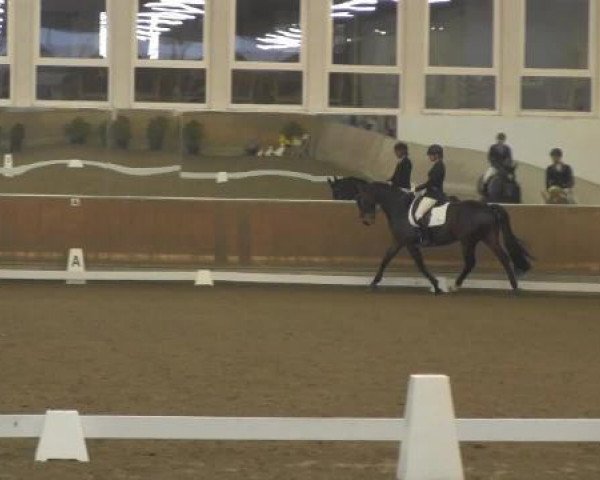 Dressurpferd Serafino 24 (Westfale, 2009, von Swarovski)