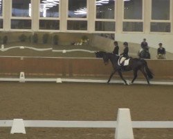 Dressurpferd Serafino 24 (Westfale, 2009, von Swarovski)