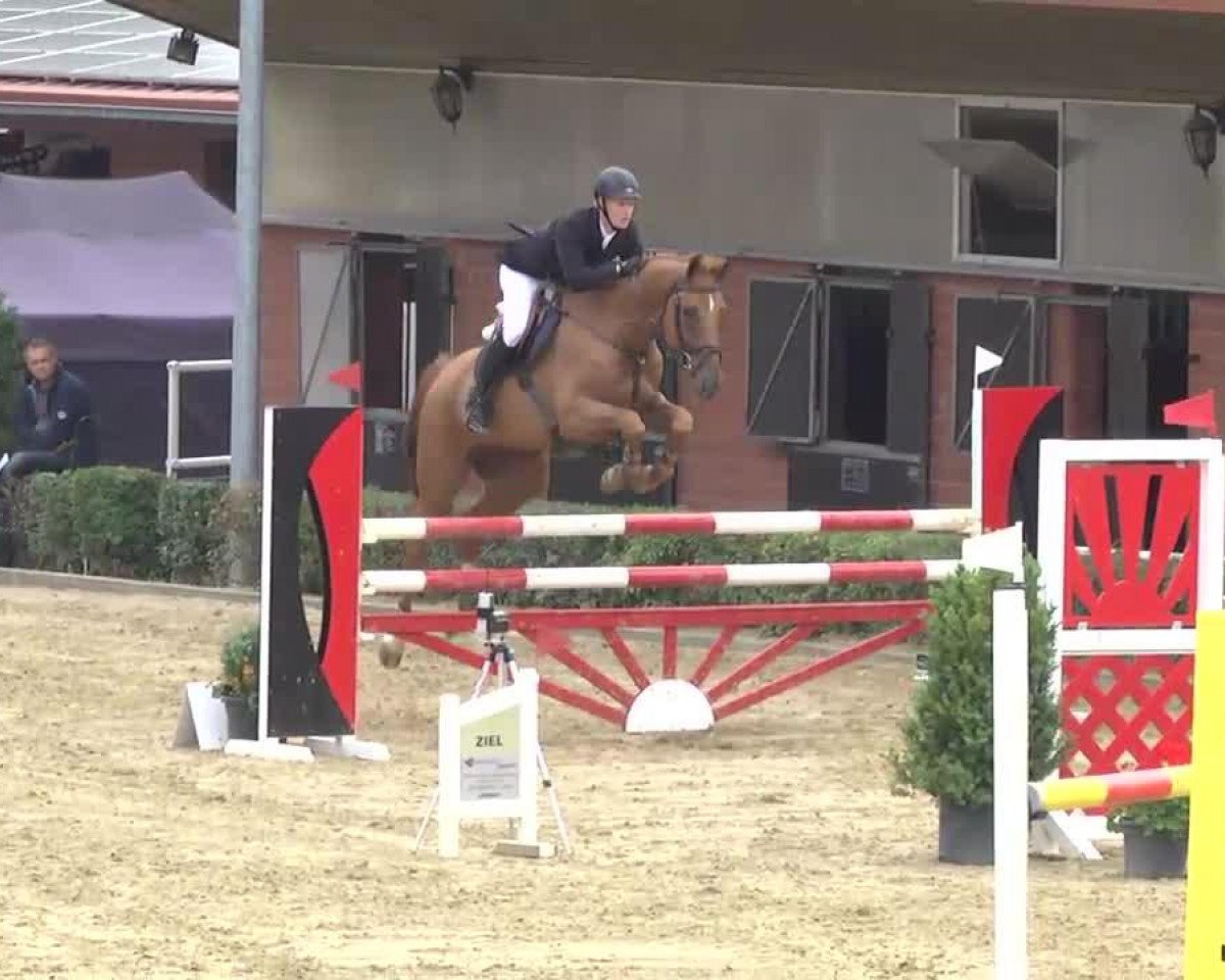 Springpferd Sanloubet (Oldenburger Springpferd, 2007, von Sandro Boy)