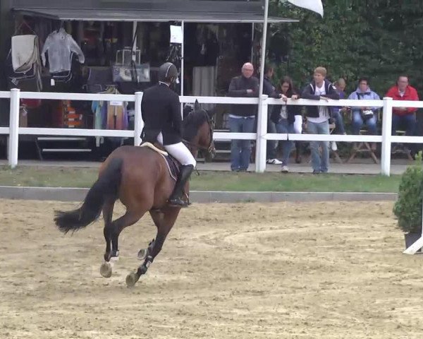 jumper Cas Blh (KWPN (Royal Dutch Sporthorse), 2007, from Vittorio)