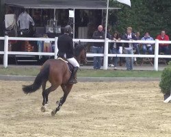 Springpferd Cas Blh (KWPN (Niederländisches Warmblut), 2007, von Vittorio)