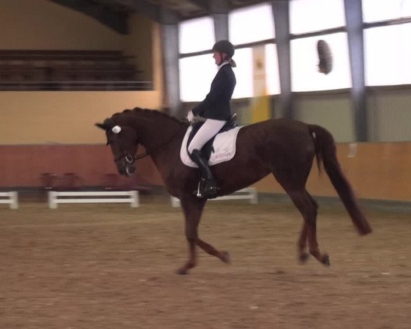 Reitturnier Frechen-Grefrath - Sonnenhof 2020