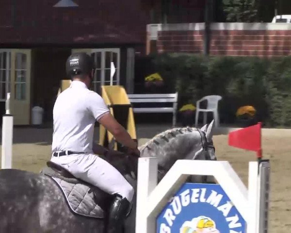 jumper Can Fly (Holsteiner, 2008, from Colman)