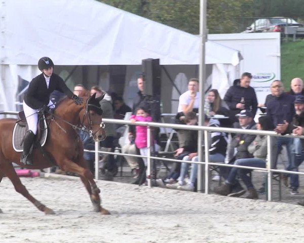 Reitturnier Achern 2020