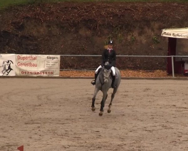 jumper Clinty (Zangersheide riding horse, 2009, from Clintissimo 197 FIN)