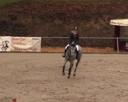 Springpferd Clinty (Zangersheide Reitpferd, 2009, von Clintissimo 197 FIN)