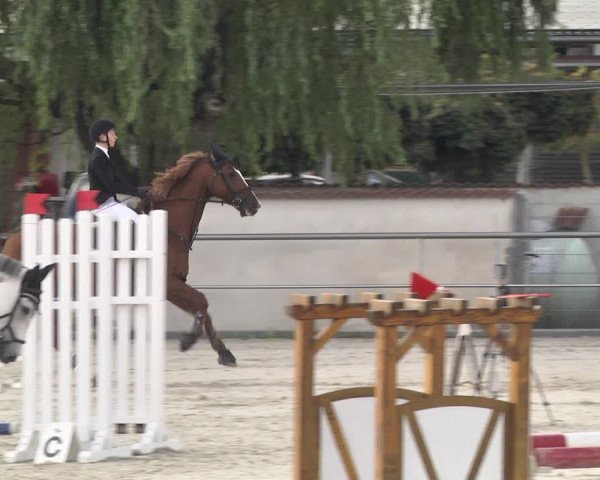 Reitturnier Achern 2020