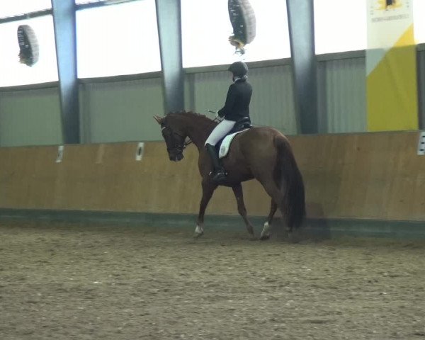 Reitturnier Frechen-Grefrath - Sonnenhof 2020