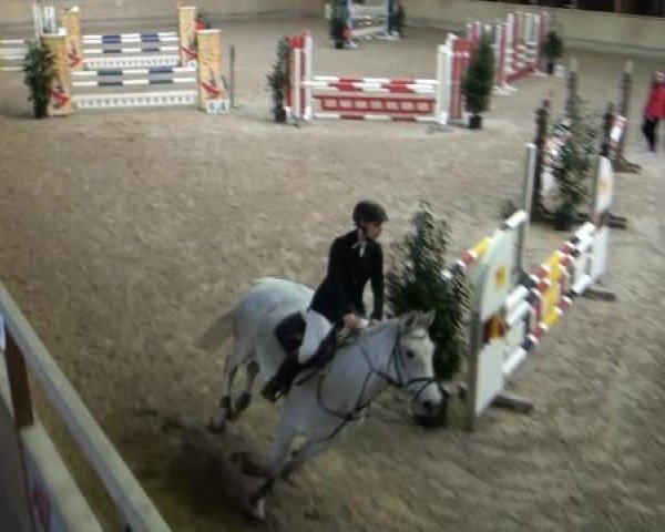 Springpferd Carrara-San (Zweibrücker, 2008, von Cassini II)