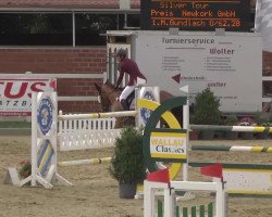 Springpferd Diamond Delemma (Irish Sport Horse, 2000, von Olympic Lux)