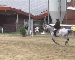Springpferd Mickey Blue Eyes (Belgisches Warmblut, 1999, von Canadian River)
