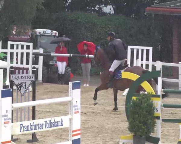 jumper Platon de Rohan (Selle Français, 2003, from Urbain du Monnai)