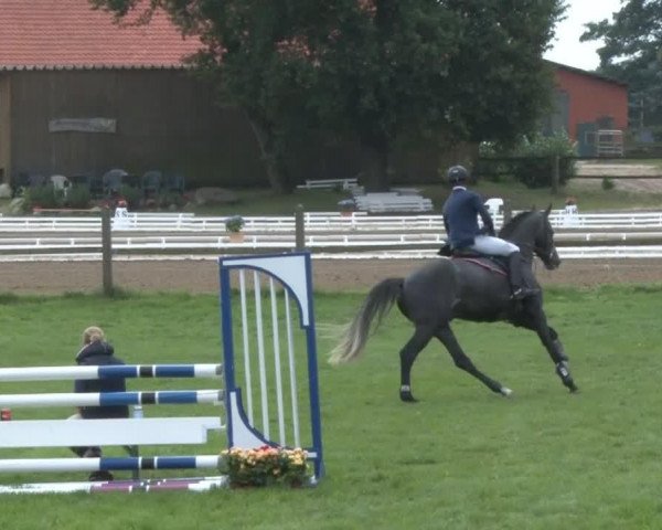 jumper Caletto (Sella Italiano, 2007, from Calato)