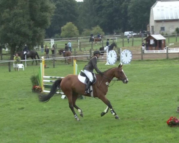 jumper Quidam's Girl 3 (Hanoverian, 2008, from Quidam de Revel)