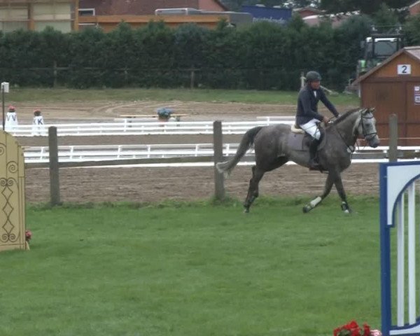 jumper Cevin 37 (Oldenburg, 2008, from Colman) jumper Cevin 37 (Oldenburg, 2008, from Colman)