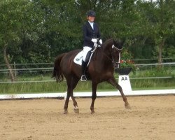 dressage horse Donna Friederika (Hanoverian, 2008, from Don Frederico)