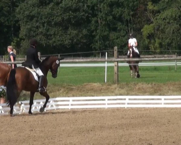 Dressurpferd Roderick CV (Österreichisches Warmblut, 2007, von Riccione)