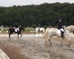dressage horse Sheytanos E (Hanoverian, 2008, from San Amour I)