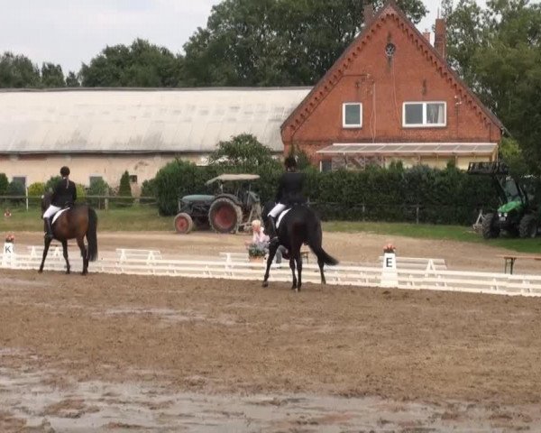 dressage horse Don Diego 65 (Hanoverian, 2007, from Don Frederico)