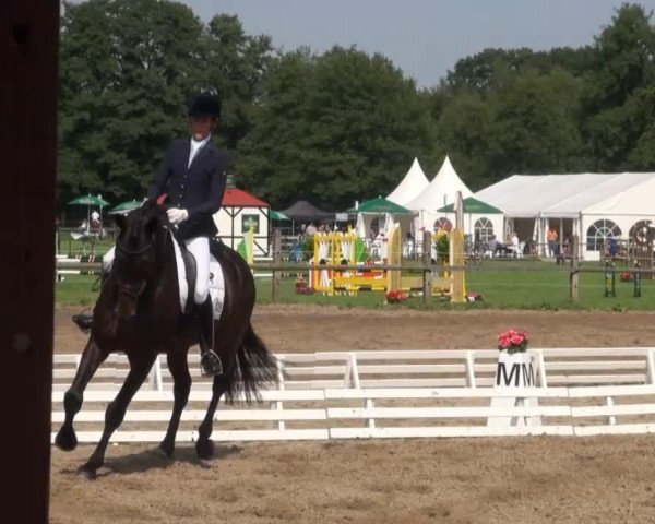 dressage horse Cracker Jack E (Hanoverian, 2009, from Christ) dressage horse Cracker Jack E (Hanoverian, 2009, from Christ)