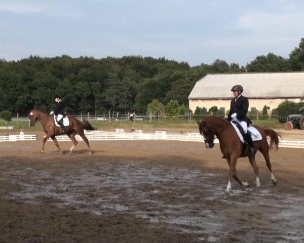 dressage horse Sympatico 31 (Oldenburg, 2007, from Samba Hit III)