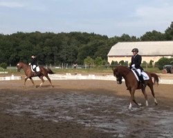 dressage horse Sympatico 31 (Oldenburg, 2007, from Samba Hit III)