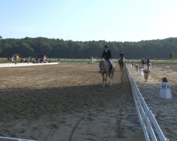 dressage horse Hanni 228 (Hanoverian, 2009, from Hochadel)