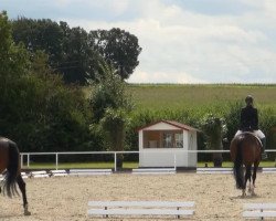 dressage horse Fantastiko 6 (Westphalian, 2008, from Florenciano 6)