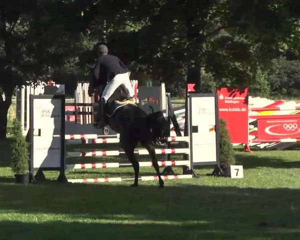 jumper Chelsea S (Württemberger, 2007, from Contendro II)