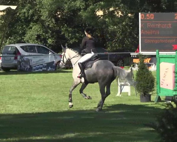 Zuchtstute Anelina (Holsteiner, 2008, von Cassin 2)