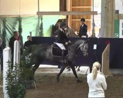 jumper Caroll 7 (Oldenburg show jumper, 2008, from Calido I)